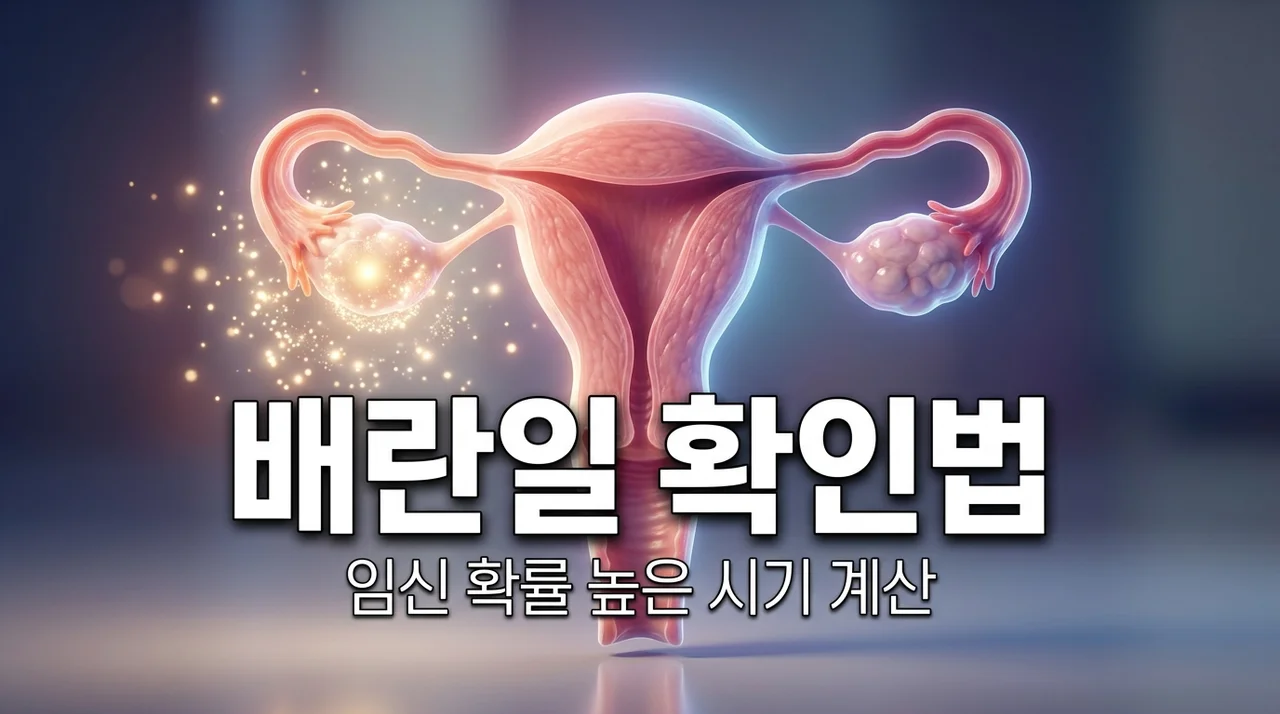 배란일 계산기 및 가임기 증상 확인: 임신 확률 높은 날 총정리