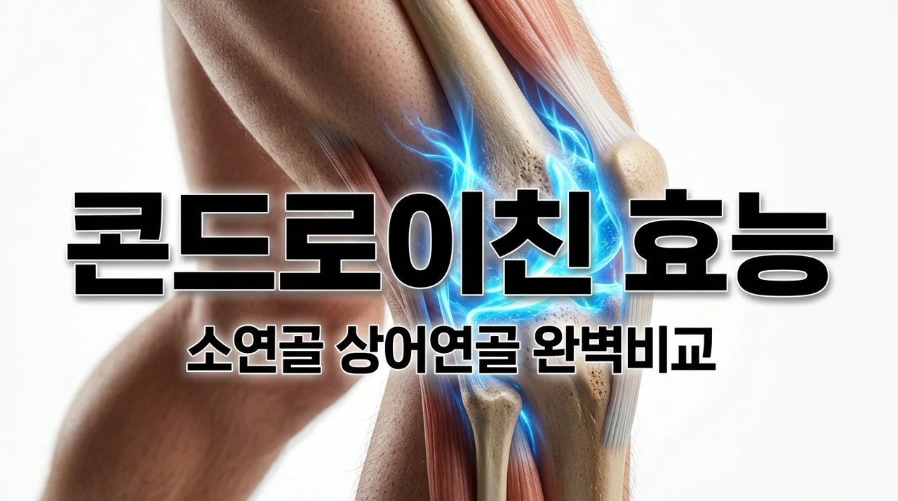 콘드로이친 효능 5가지와 소연골 상어연골 MBP 차이점 완벽 정리